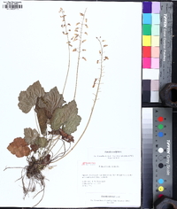 Tiarella wherryi image