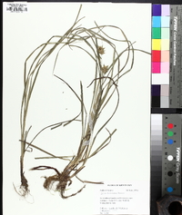 Carex louisianica image