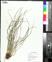 Carex jamesii image