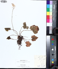 Tiarella stolonifera image