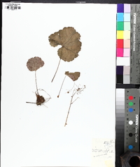 Heuchera parviflora image