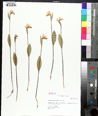 Pogonia ophioglossoides image