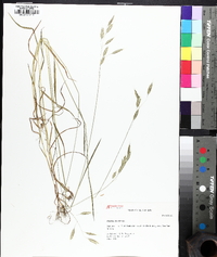 Bromus racemosus image