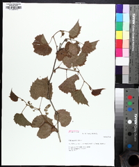 Vitis rupestris image