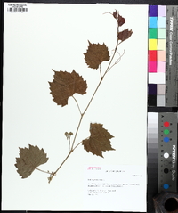 Vitis rupestris image