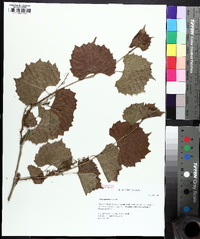 Vitis rupestris image