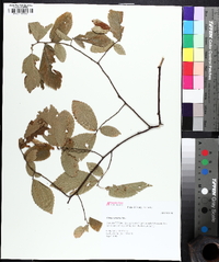 Ulmus serotina image