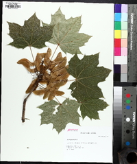 Acer platanoides image