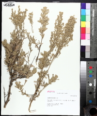 Artemisia tridentata image