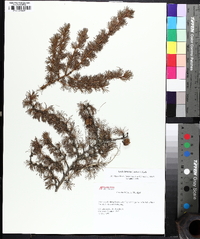 Larix laricina image