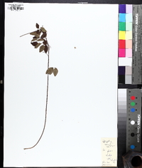 Desmodium marilandicum image