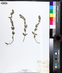 Scutellaria parvula var. parvula image