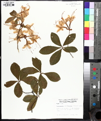 Rhododendron calendulaceum image