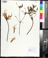 Rhododendron canescens image