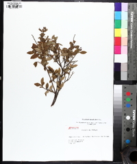 Vaccinium myrtilloides image