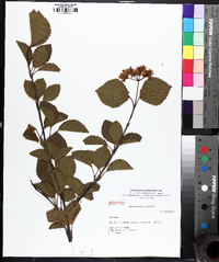 Viburnum dentatum var. deamii image