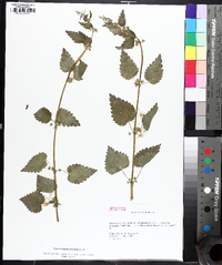 Urtica chamaedryoides image