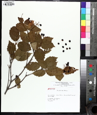 Viburnum rafinesqueanum image