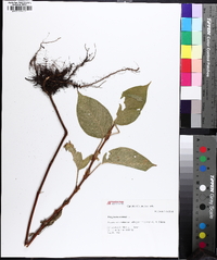 Persicaria orientalis image