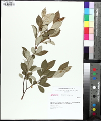 Aronia melanocarpa image