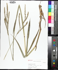 Paspalum floridanum image