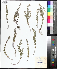 Scutellaria parvula image