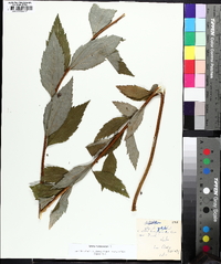 Spiraea japonica image