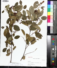 Amelanchier spicata image