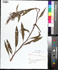 Rumex verticillatus image