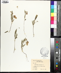 Crotalaria sagittalis image