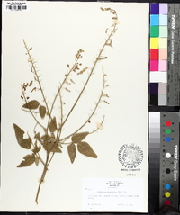 Desmodium canescens image