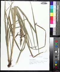 Carex crus-corvi image