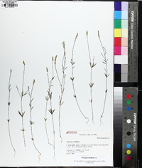 Polygala ambigua image