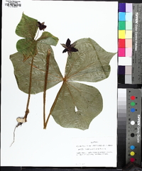 Trillium sulcatum image