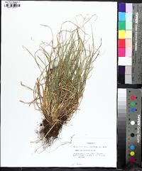 Carex gracilescens image