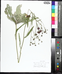 Vernonia acaulis image