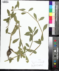 Alternanthera philoxeroides image