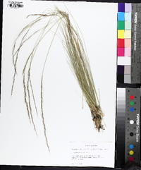 Aristida stricta image