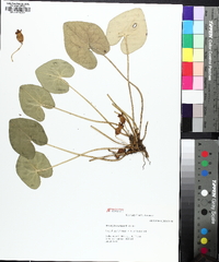 Hexastylis contracta image