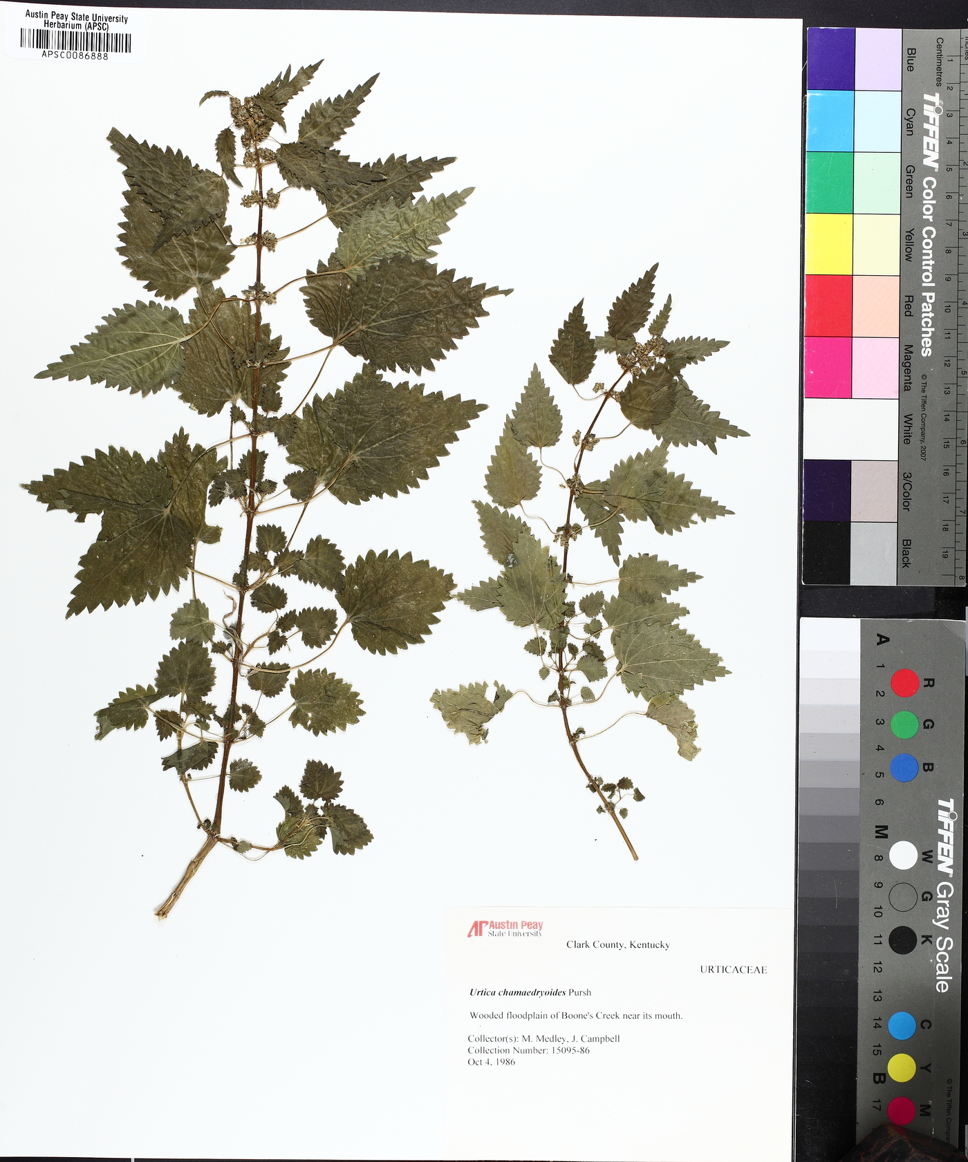 Urtica chamaedryoides image