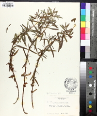 Hypericum sphaerocarpum image