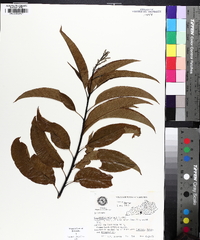 Oxydendrum arboreum image