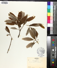 Quercus imbricaria image