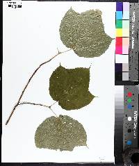 Acer pensylvanicum image