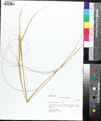 Sporobolus compositus image