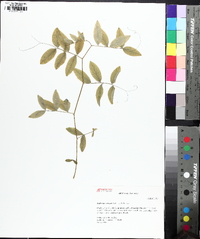 Lathyrus venosus image