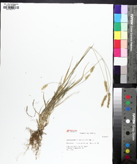 Setaria pumila image