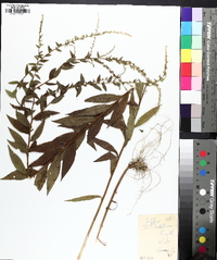 Solidago rugosa subsp. aspera image