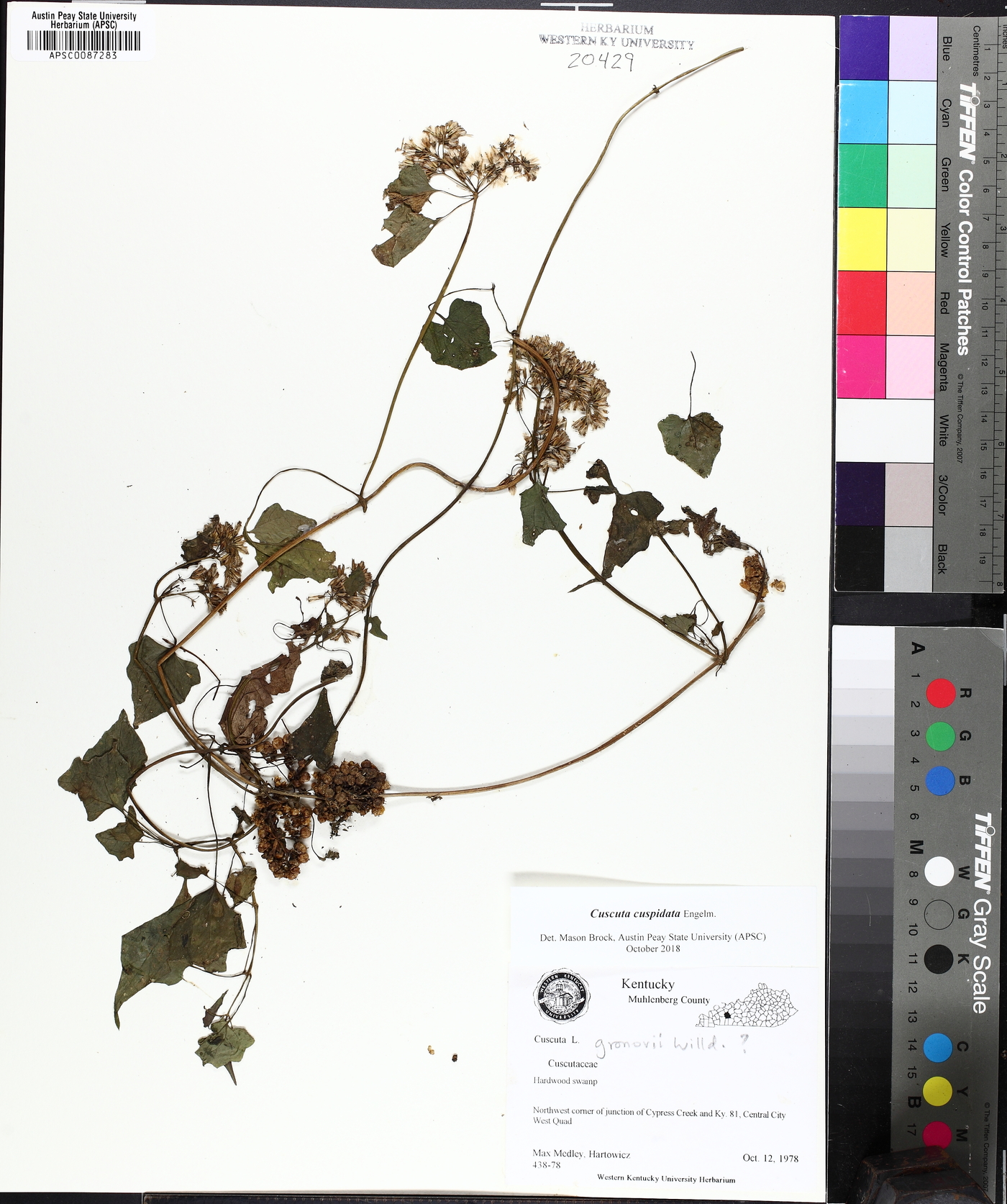 Cuscuta cuspidata image