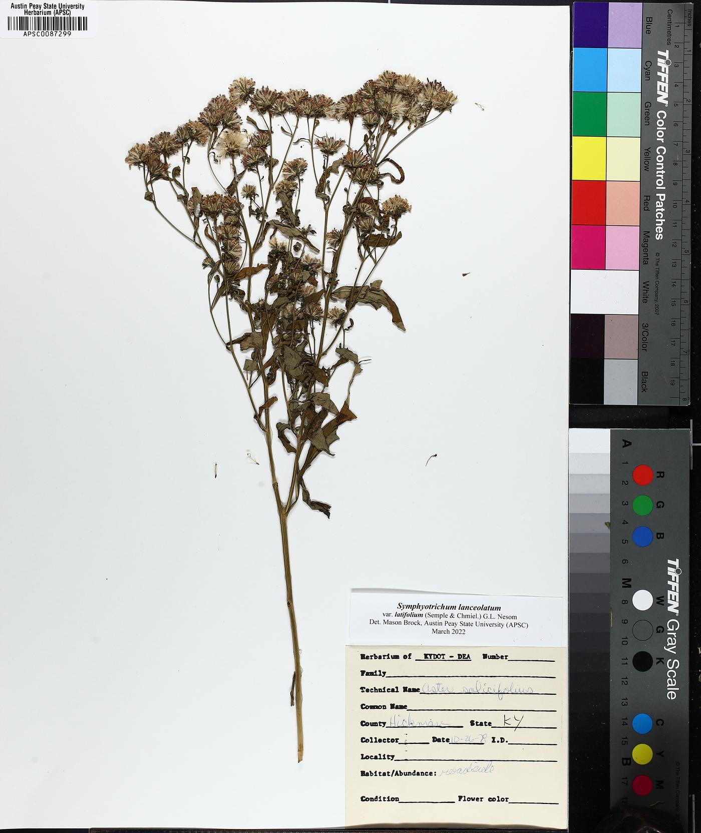 Symphyotrichum lanceolatum var. latifolium image